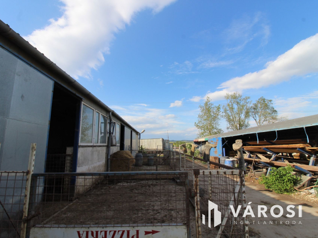 Szabad tartású mangalica telep, kiváló befektetési lehetőség