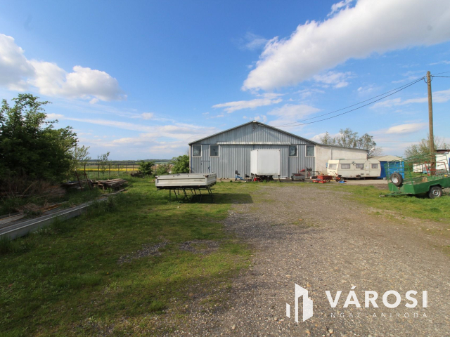 Szabad tartású mangalica telep, kiváló befektetési lehetőség