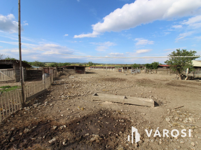 Szabad tartású mangalica telep, kiváló befektetési lehetőség