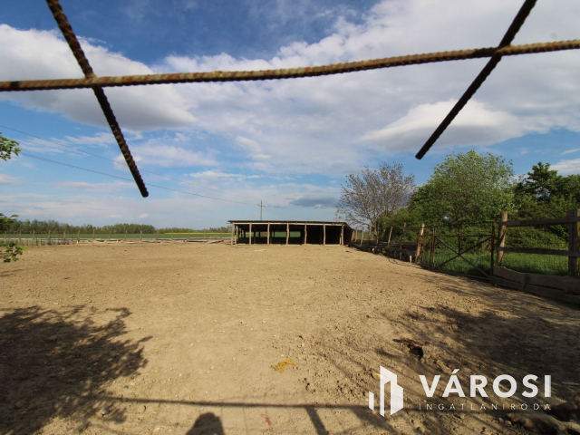 Szabad tartású mangalica telep, kiváló befektetési lehetőség