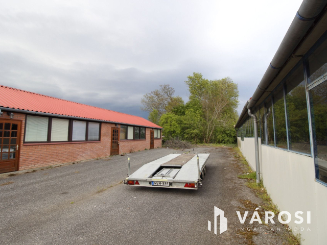 Ez nem üvegtigris, ez jobb! Ez Fapuma