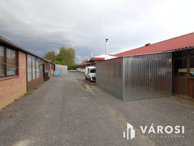 Ez nem üvegtigris, ez jobb! Ez Fapuma