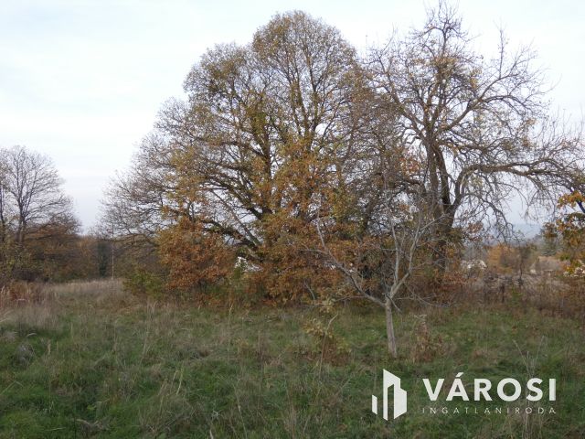 Bazsi szőlő hegyen 1,75 ha terület lakóépülettel eladó